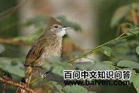 白喉褐冠鹎 白喉褐冠鹎的图片