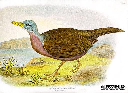 ����������ͼƬ