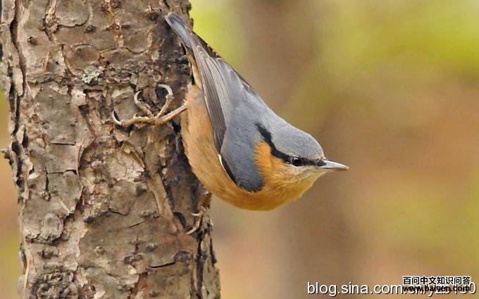 栗腹鳾 栗腹鳾的图片