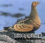 栗腹沙鸡 栗腹沙鸡的图片