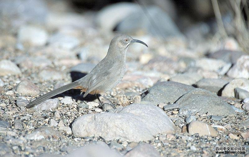 栗臀弯嘴嘲鸫 栗臀弯嘴嘲鸫的图片