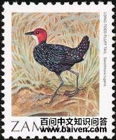 栗头侏秧鸡 栗头侏秧鸡的图片