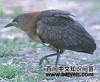 栗头夜鳽 栗头夜鳽的图片