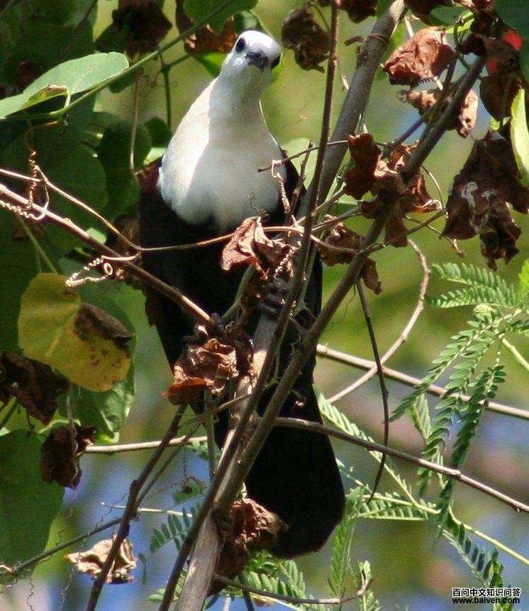 �׺�����ͼƬ