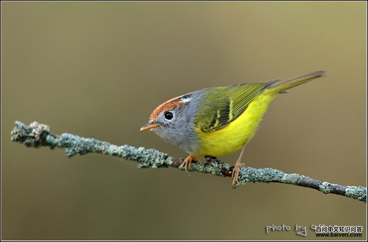 栗头鹟莺 栗头鹟莺的图片