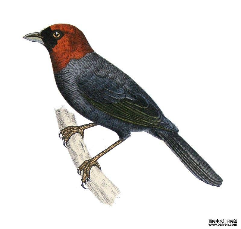 ��ͷ����ȸ��ͼƬ