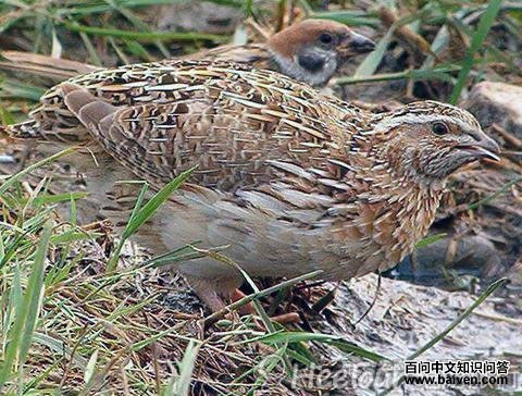 栗头山鹧鸪 栗头山鹧鸪的图片