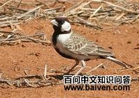 栗头雀百灵 栗头雀百灵的图片