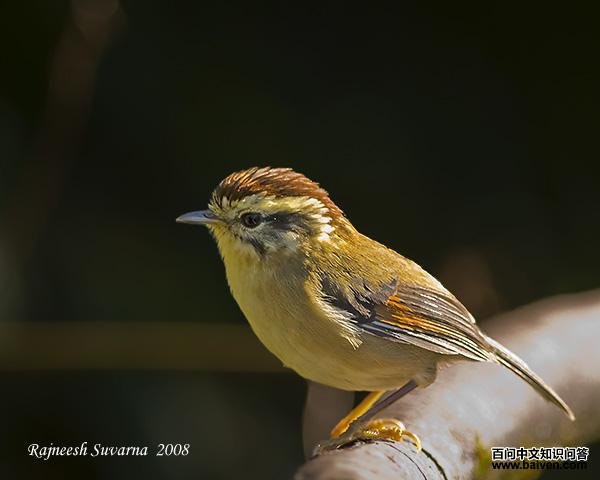 ��ͷȸ�̵�ͼƬ