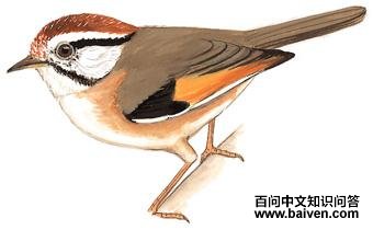 ��ͷȸ�̣���̬����ͼ