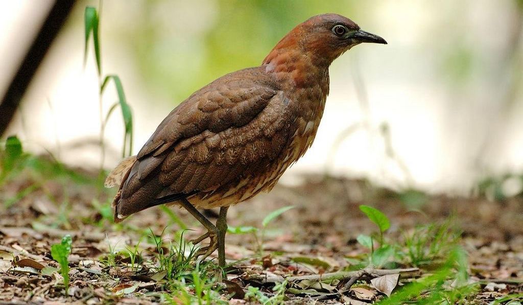 ��ͷ�Z��ͼƬ