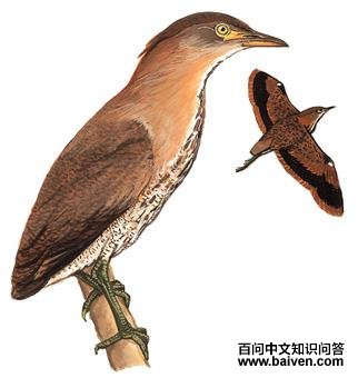 ��ͷ�Z����̬����ͼ