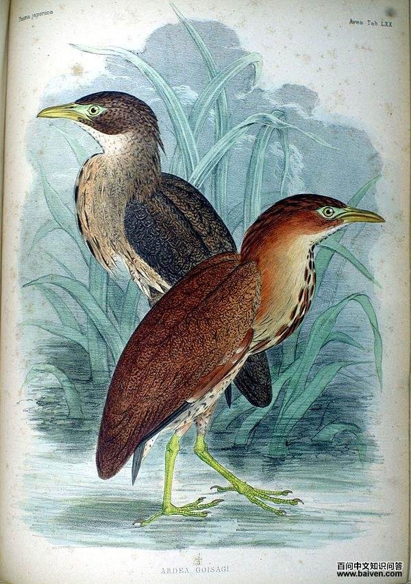 ��ͷ�Z����������ͼ