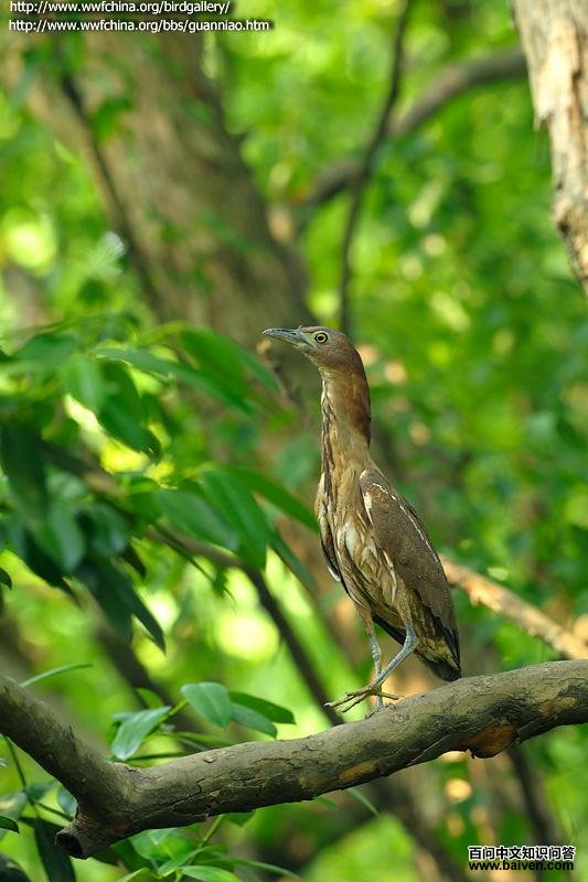 ��ͷ�Z�����￪�����ں���ֲ��԰��2012��10�£�