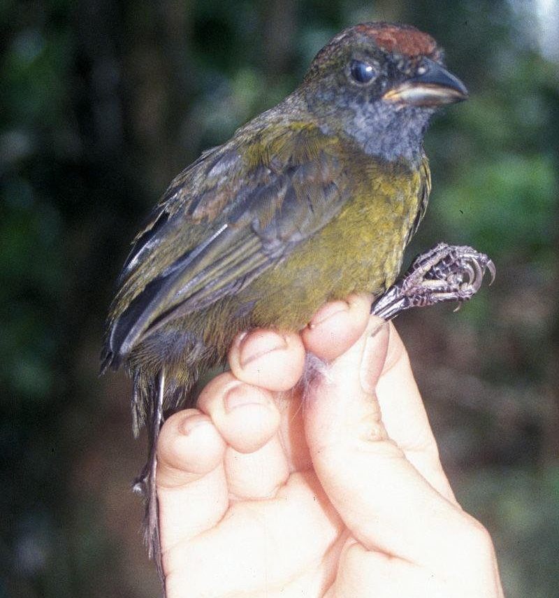 栗头绿雀 栗头绿雀的图片