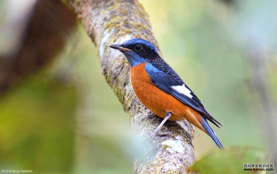 ��ͷ��𴣺�ް�ɫ����