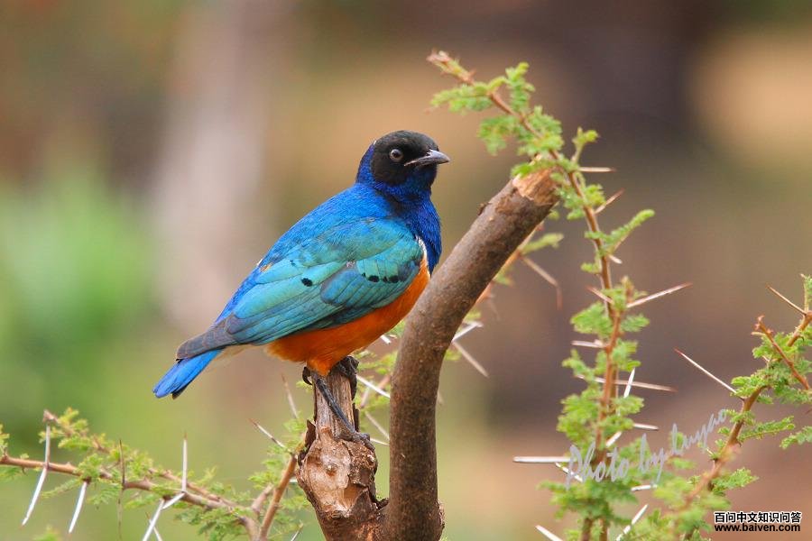 ��ͷ�����