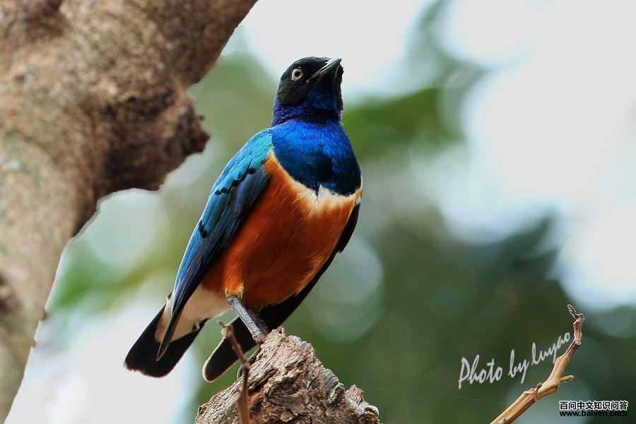 ��ͷ�����