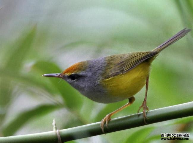 ��ͷ��Ҷݺ��ͼƬ