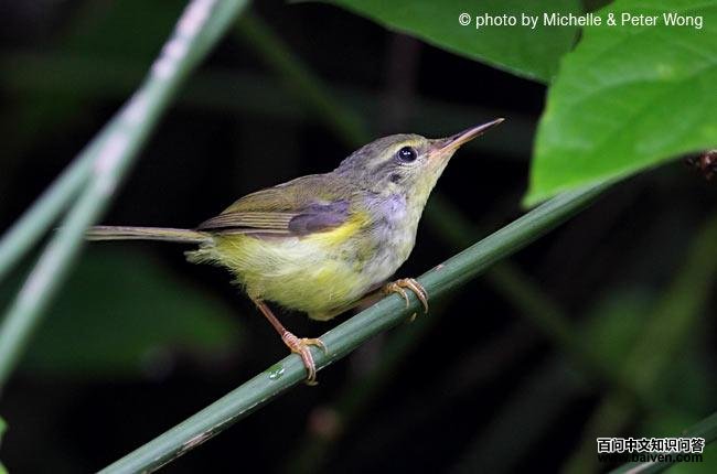 ��ͷ��Ҷݺ���ǳ���