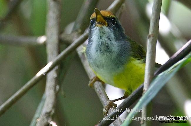 ��ͷ��Ҷݺ������