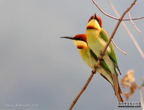 ��ͷ�仢�������������ǣ�