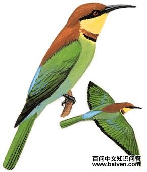 ��ͷ�仢����̬����ͼ