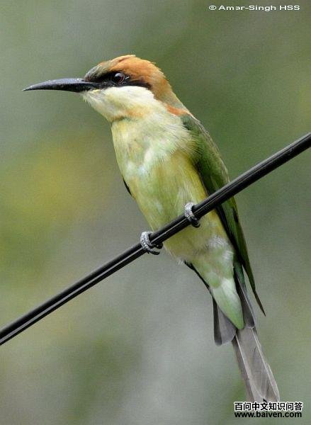 ��ͷ�仢������