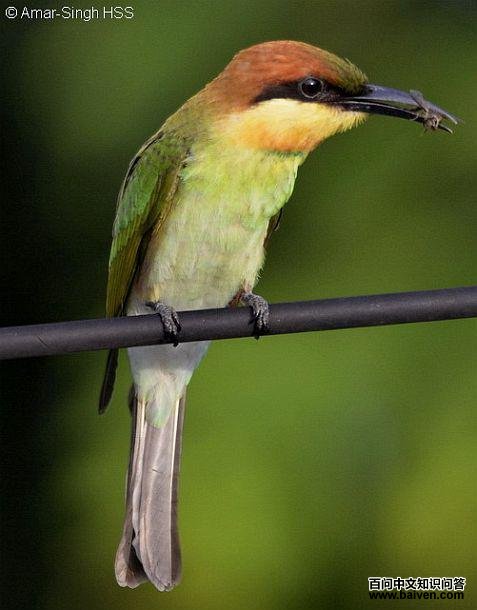 ��ͷ�仢������