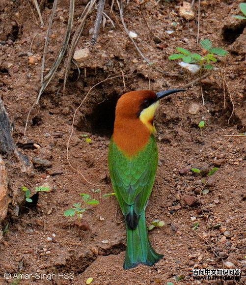 ��ͷ�仢����Ѩ�������������ǣ�