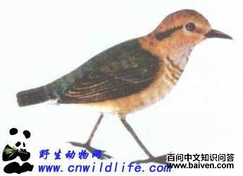 栗头八色鸫 栗头八色鸫的图片