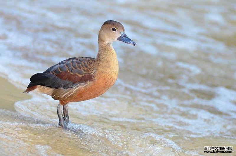 栗树鸭 栗树鸭的图片