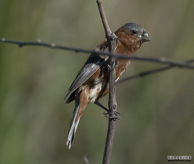 ��ʳ��ȸ��ͼƬ