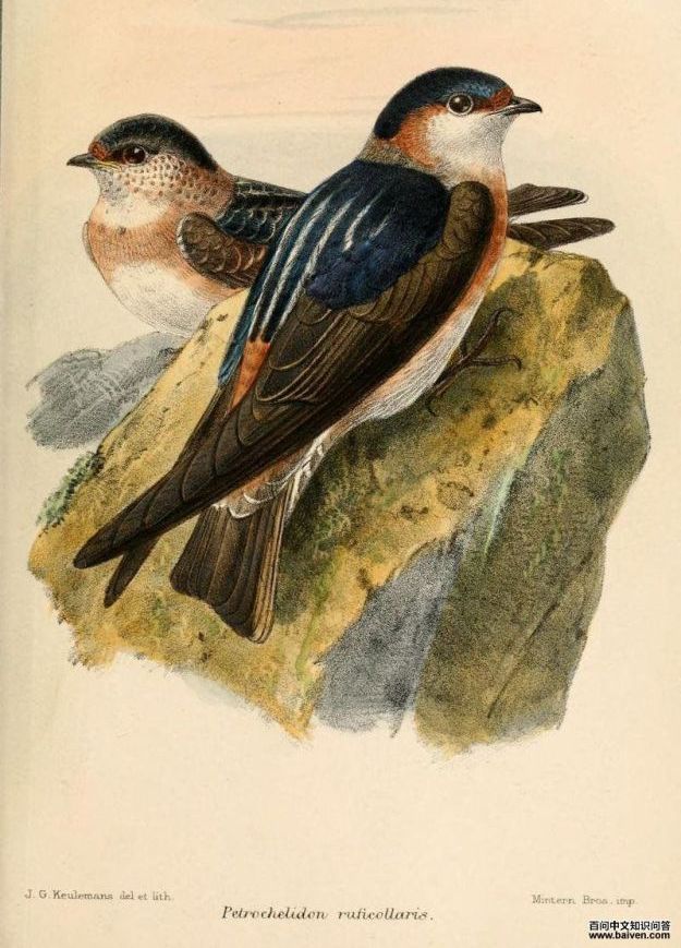 栗领崖燕 栗领崖燕的图片