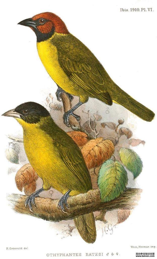 白喉黄腹织雀 白喉黄腹织雀的图片