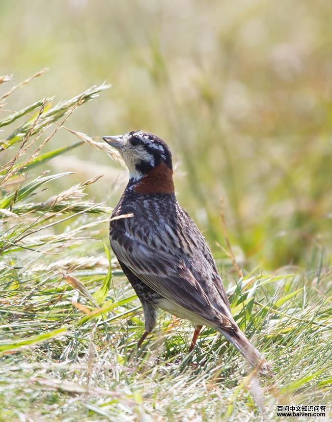 栗领铁爪鹀 栗领铁爪鹀的图片