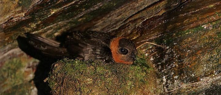 ����������ͼƬ