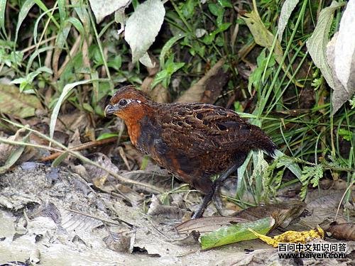 �����ȵ�ͼƬ