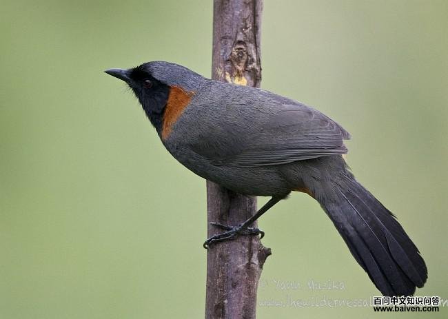 栗颈噪鹛 栗颈噪鹛的图片