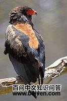 栗肩鹰 栗肩鹰的图片