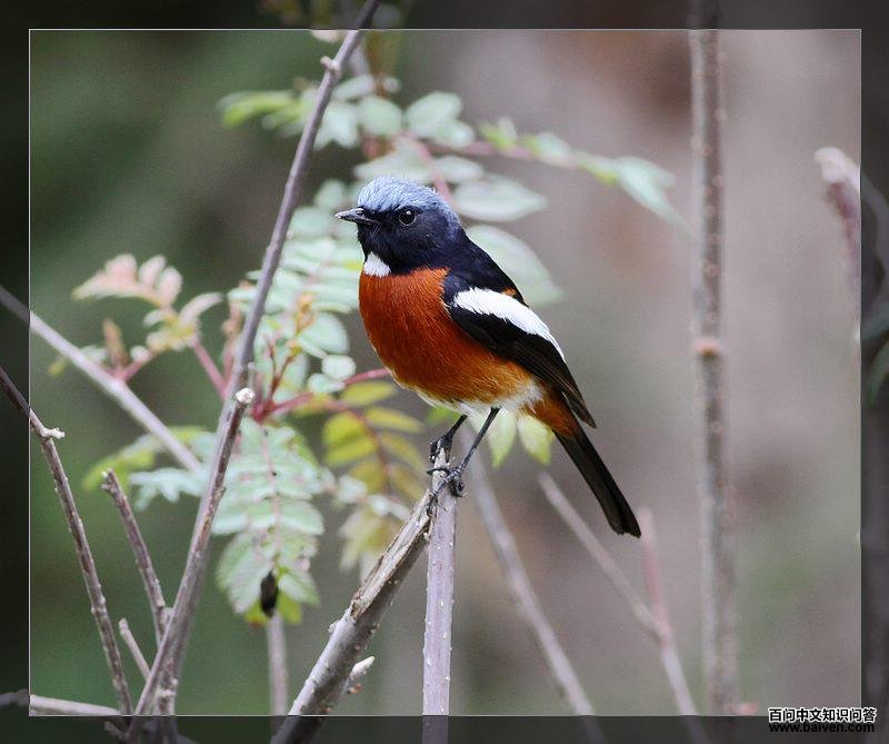 �׺���β��ͼƬ