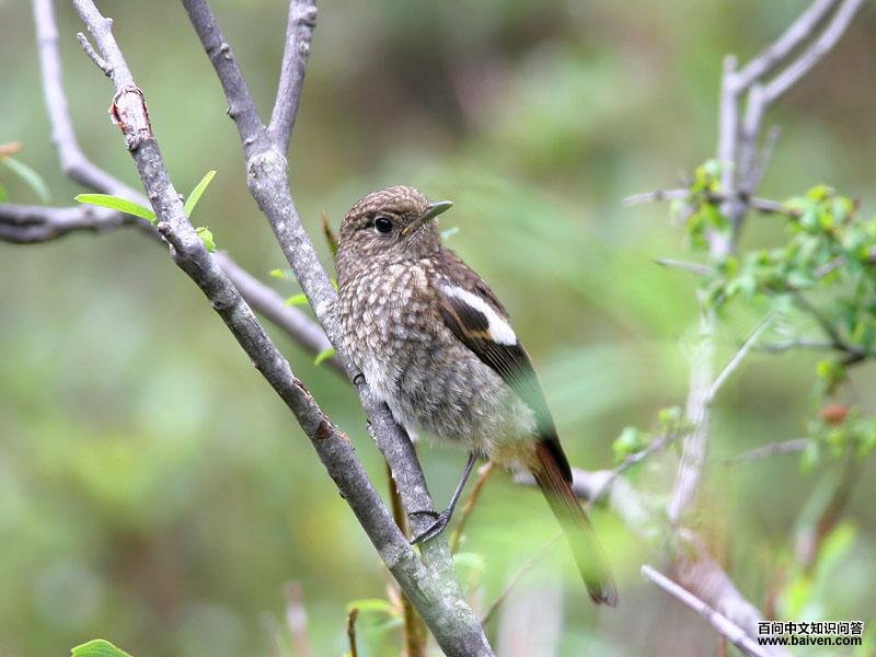 �׺���β𶣺�ǳ��壬�����Ĵ���������ľ�´�Ͽ�ȣ�������Ȼ֮��