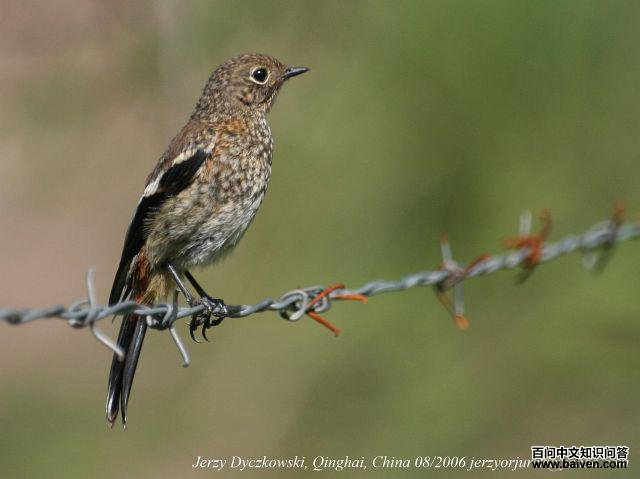 �׺���β𶣺�����ǳ���