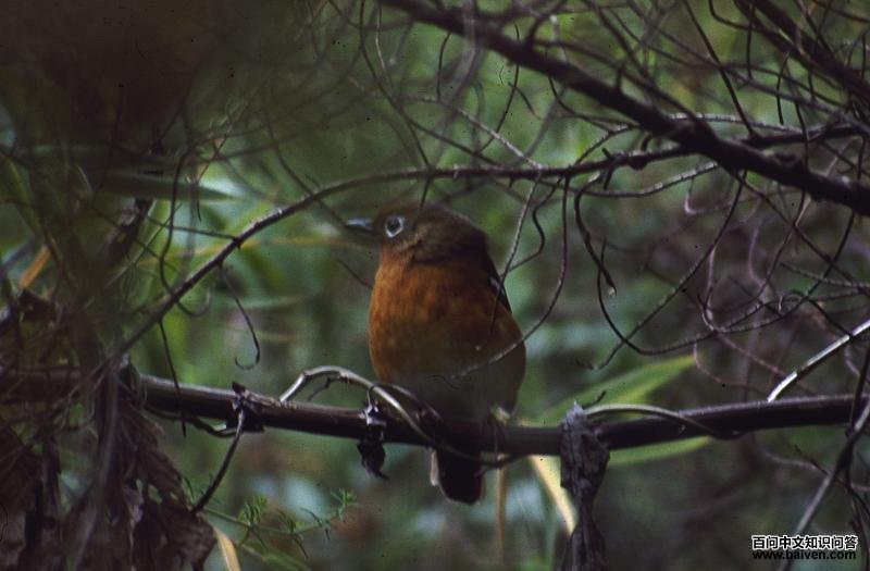 埃塞地鸫 埃塞地鸫的图片