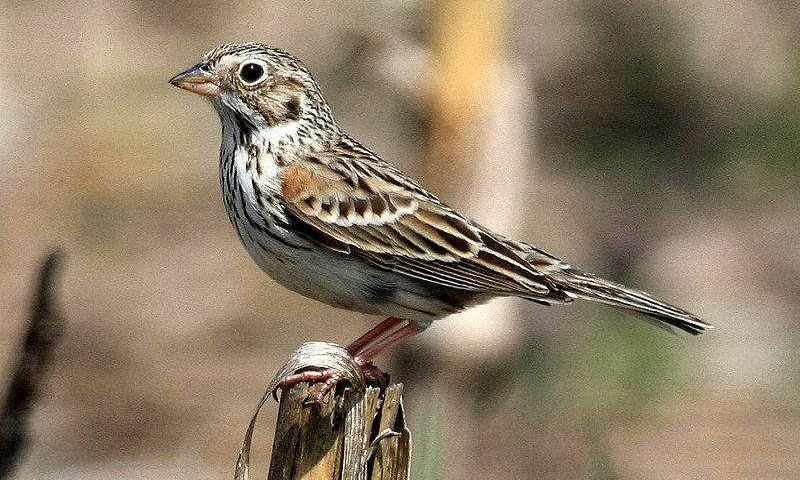 ����ȸ�c����ͼƬ