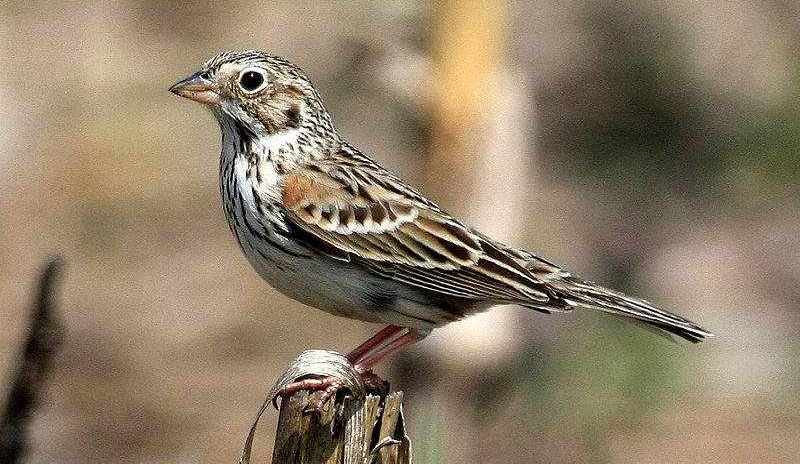 栗肩雀鹀 栗肩雀鹀的图片