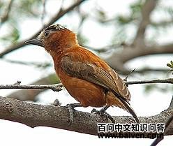 ������ľ���ͼƬ