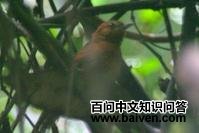 ������βȸ��ͼƬ