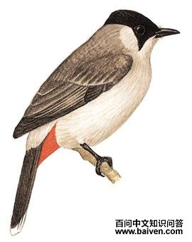 �׺������ǣ���̬����ͼ