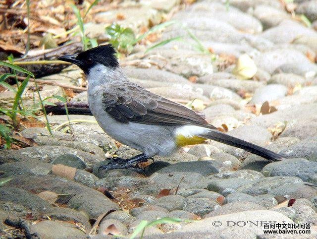 �׺��������ǳ����β���ɫ